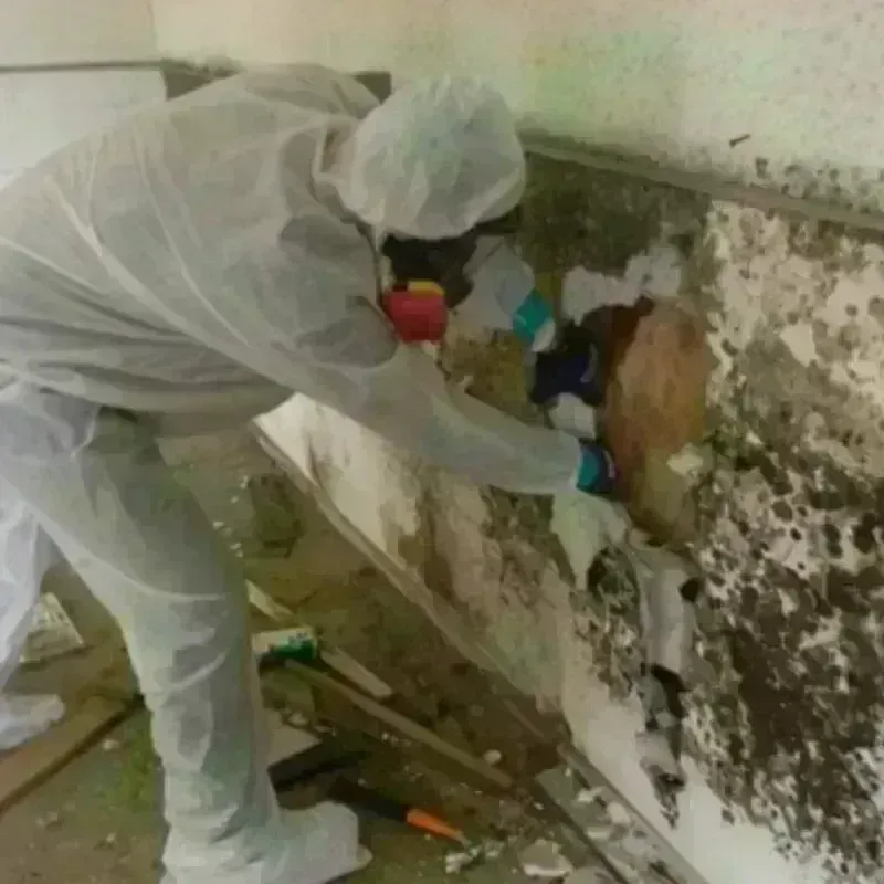 Mold Remediation and Removal in Jamaica Beach, TX